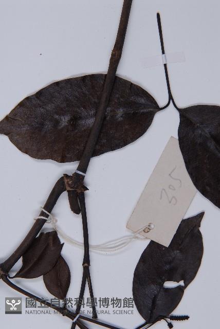 小葉買麻藤藏品圖，第4張