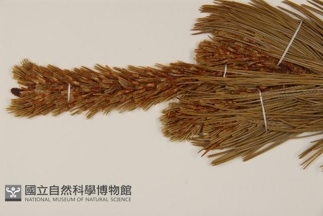 偃松藏品圖，第4張