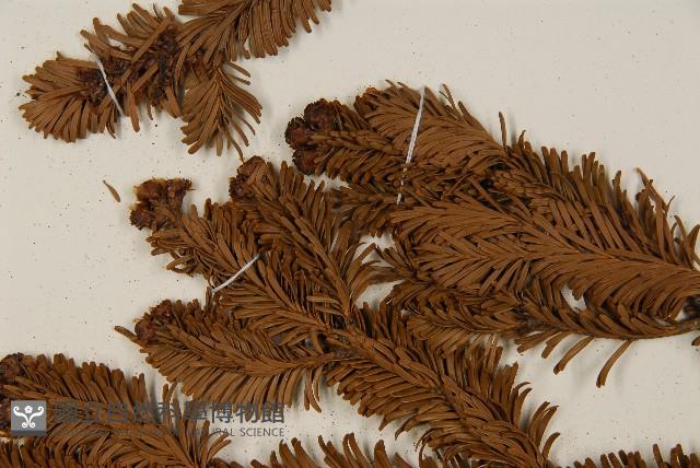 臺灣冷杉藏品圖，第4張