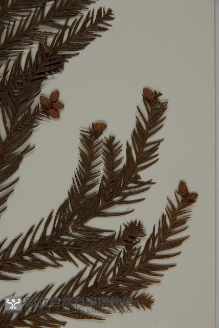 柳杉藏品圖，第4張