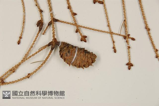 臺灣雲杉藏品圖，第4張