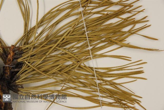 剛葉松、直立松藏品圖，第4張