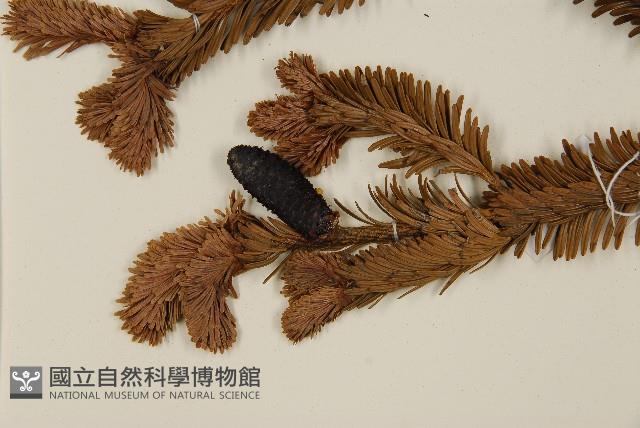 臺灣冷杉藏品圖，第4張