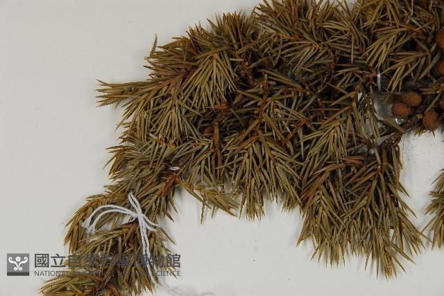 Formosan juniper Collection Image, Figure 4, Total 5 Figures