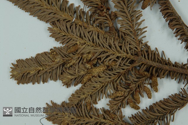 臺灣冷杉藏品圖，第4張