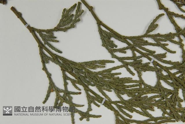 台灣肖楠藏品圖，第4張