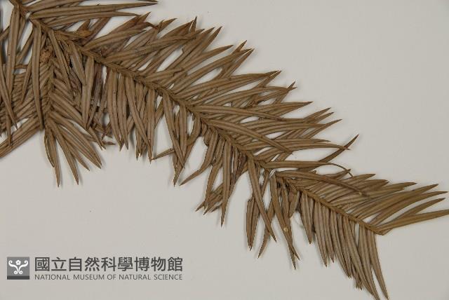 杉木藏品圖，第4張