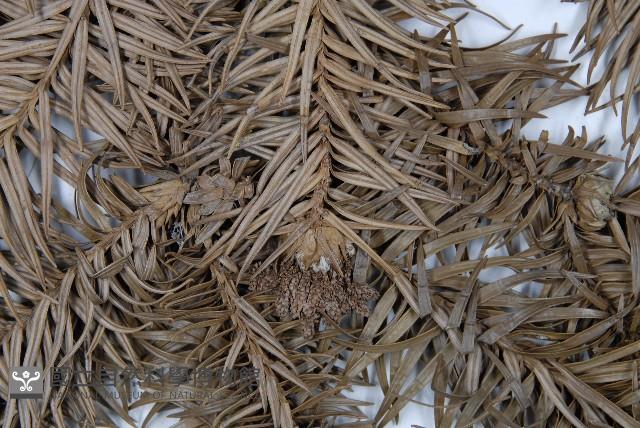 Chinese fir Collection Image, Figure 4, Total 5 Figures