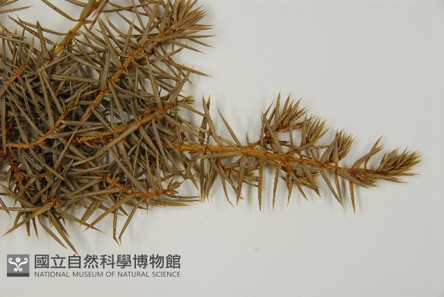 刺柏藏品圖，第4張