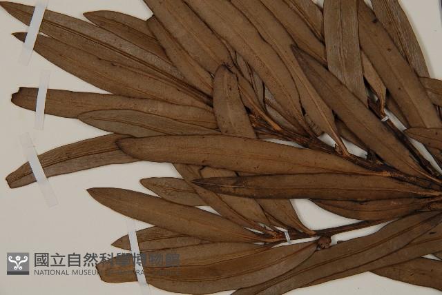 大葉羅漢松藏品圖，第4張