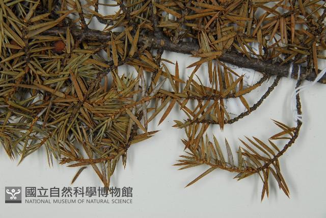 刺柏藏品圖，第4張