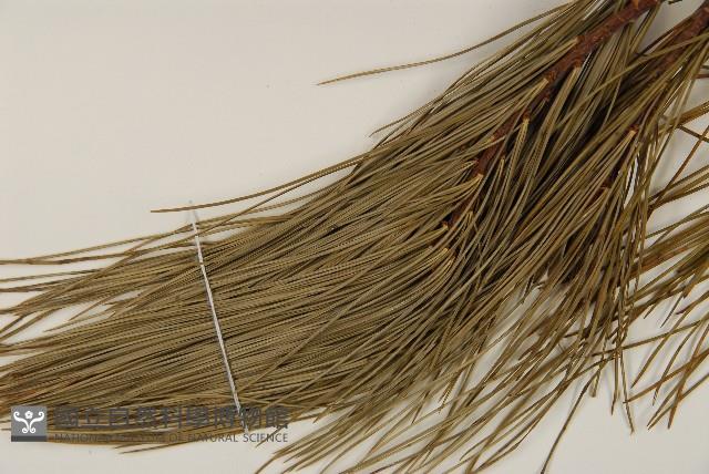 臺灣華山松藏品圖，第4張