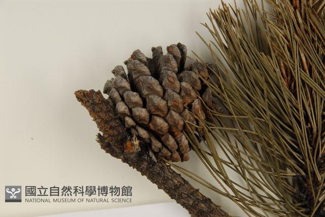臺灣二葉松藏品圖，第3張