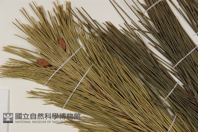 馬尾松藏品圖，第4張