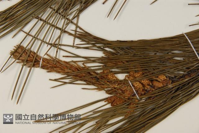 油松藏品圖，第4張