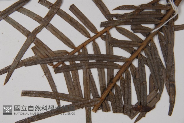 三尖杉藏品圖，第4張