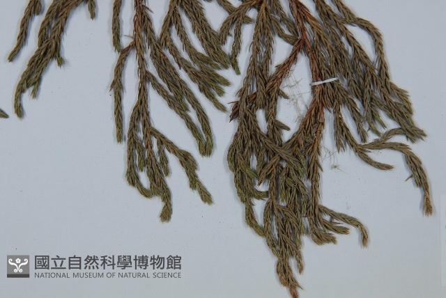 垂枝香柏藏品圖，第4張