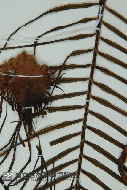 登錄號:G000976藏品圖，第14張