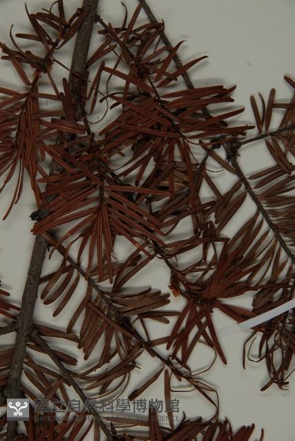 臺灣黃杉藏品圖，第6張