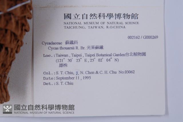 光果蘇鐵藏品圖，第7張