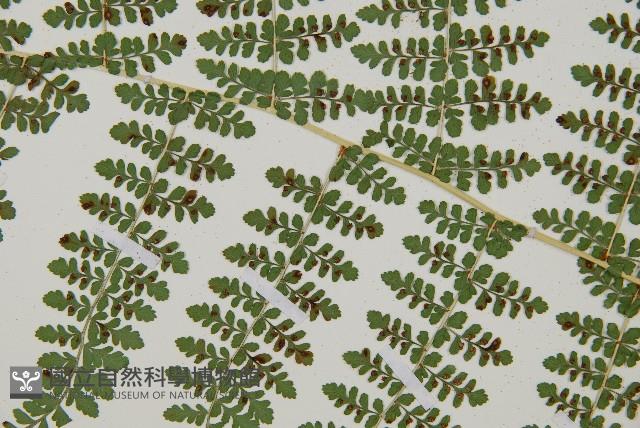 魚鱗蕨藏品圖，第21張