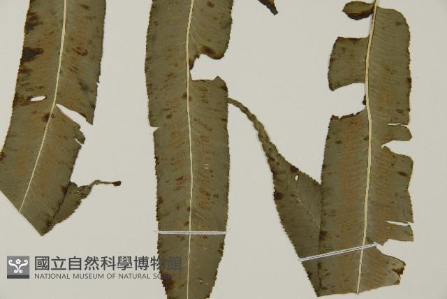 高山鳳丫蕨藏品圖，第18張