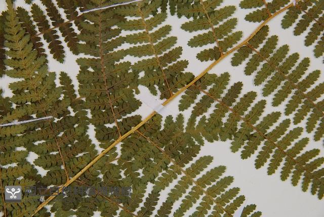 細葉姬蕨藏品圖，第19張