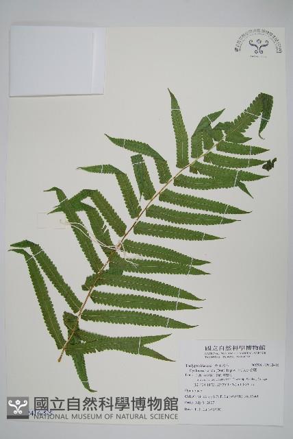 密腺小毛蕨藏品圖，第7張