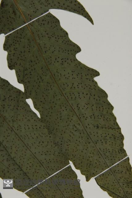 三叉蕨藏品圖，第9張