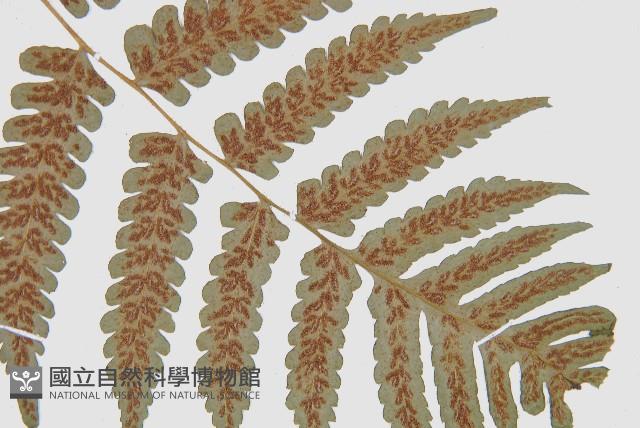 德氏雙蓋蕨藏品圖，第8張