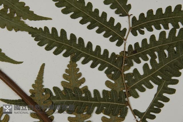 黃腺羽蕨藏品圖，第12張