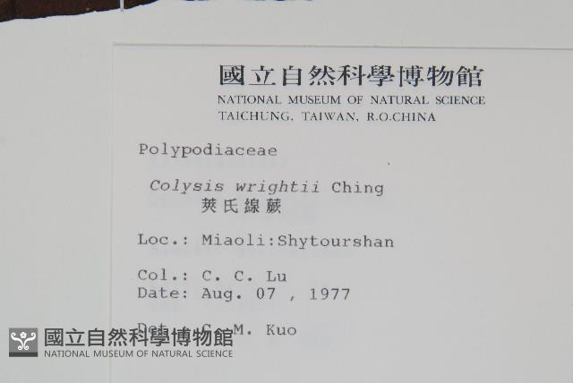 大鐵角蕨藏品圖，第9張