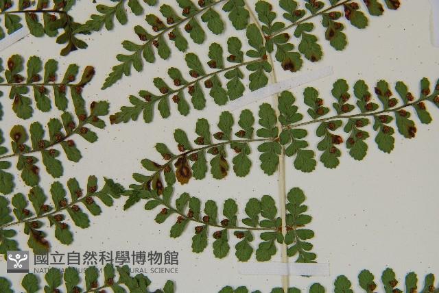 魚鱗蕨藏品圖，第11張