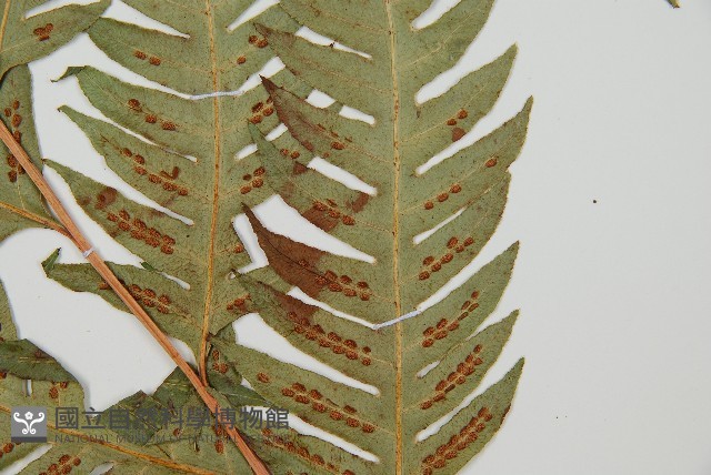 生芽狗脊蕨、頂芽狗脊蕨藏品圖，第9張