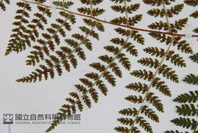 闊葉鱗毛蕨藏品圖，第9張