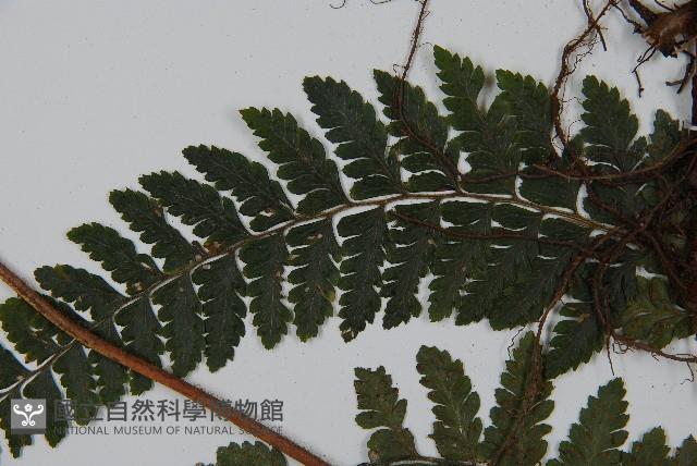 毛果鱗蓋蕨藏品圖，第9張