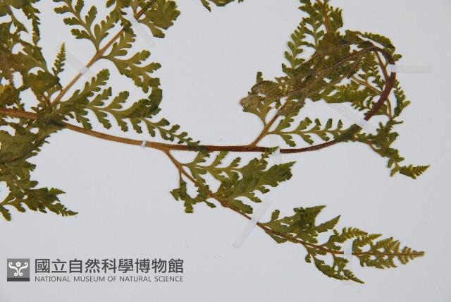 熱帶鱗蓋蕨藏品圖，第9張
