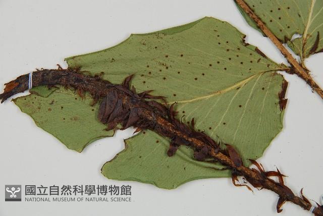 大葉貫眾蕨藏品圖，第8張