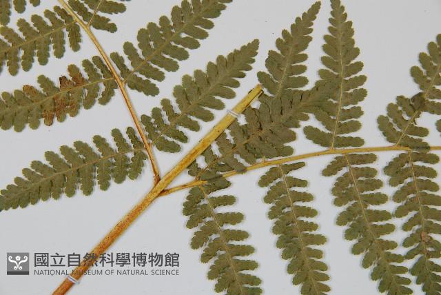 姬蕨藏品圖，第9張