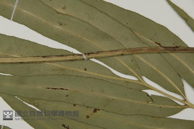 Accession Number:P011541 Collection Image, Figure 9, Total 9 Figures