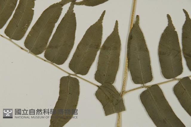 高山鳳丫蕨藏品圖，第9張