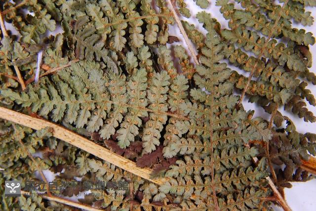 細葉姬蕨藏品圖，第9張