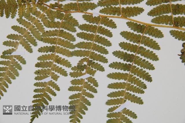 細葉姬蕨藏品圖，第9張