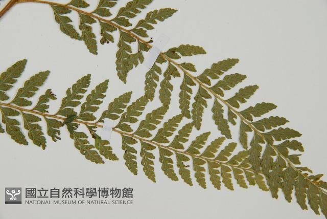 Accession Number:P010945 Collection Image, Figure 9, Total 15 Figures