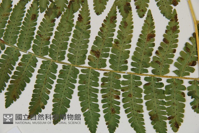 南洋假鱗毛蕨藏品圖，第9張