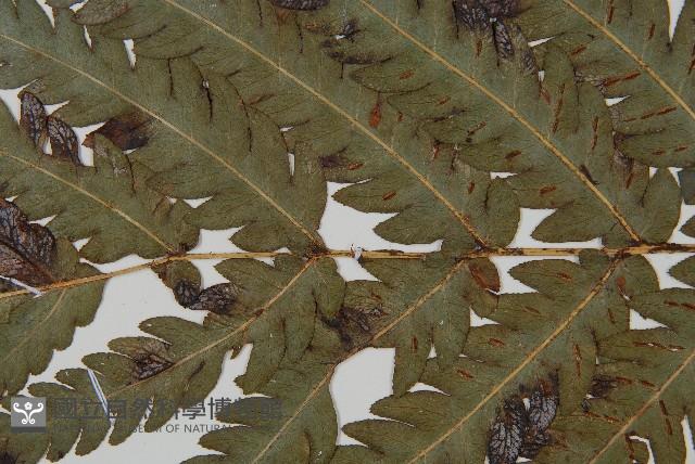 日本狗脊蕨藏品圖，第9張