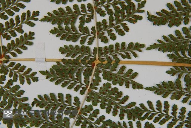 魚鱗蕨藏品圖，第9張