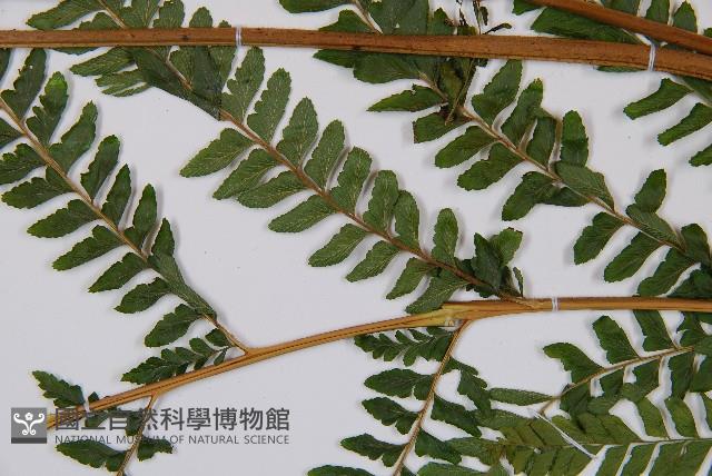 熱帶鱗蓋蕨藏品圖，第9張