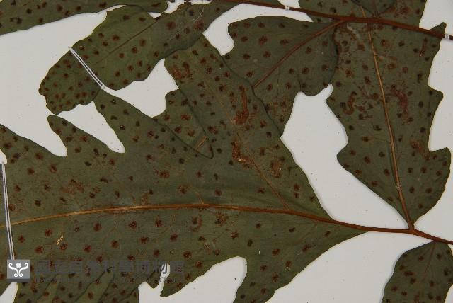 蛇脈三叉蕨藏品圖，第9張