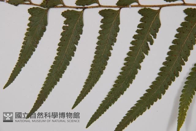 邊緣鱗蓋蕨藏品圖，第9張